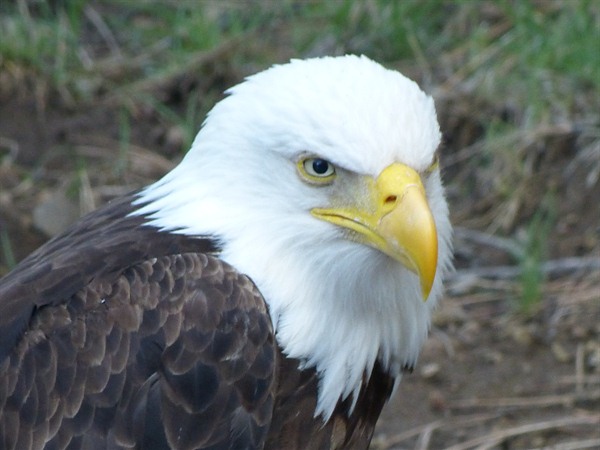 A local at one of the small creeks I fish