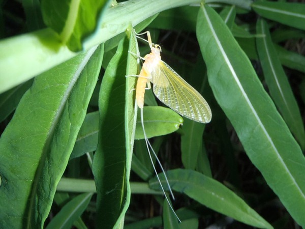 Fishing Report Image