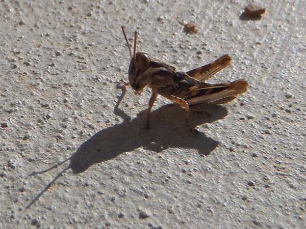 Fishing Report Image