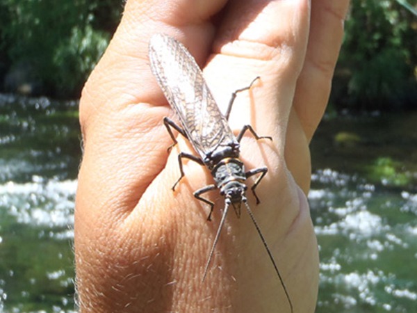 Fishing Report Image