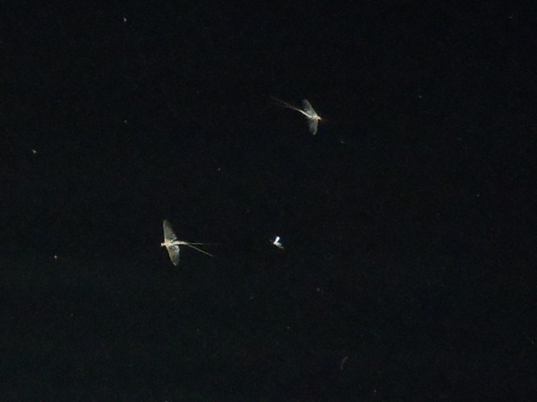 Hex spinners on the water