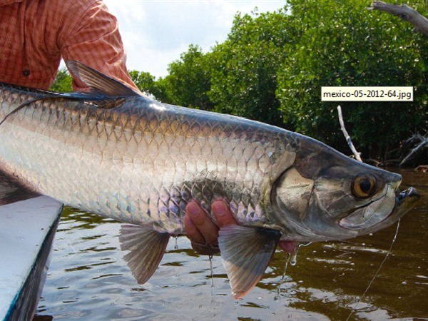 Fishing Report Image