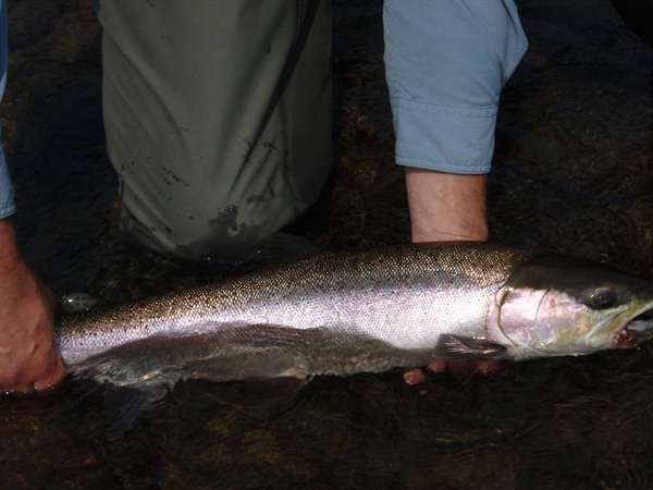 Upper Rogue Summer Steel