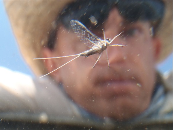 Callibaetis dun from underneath