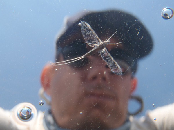 Callibaetis spinner from underneath