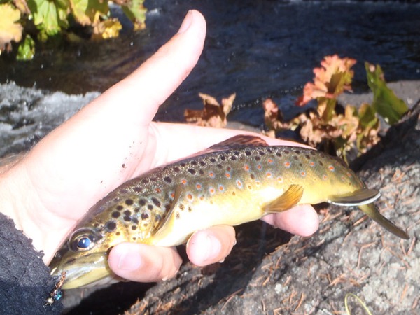 Fishing Report Image