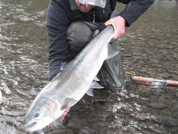 A giant Skeena system specimen