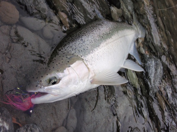 yep, Rogue steelhead are awesome