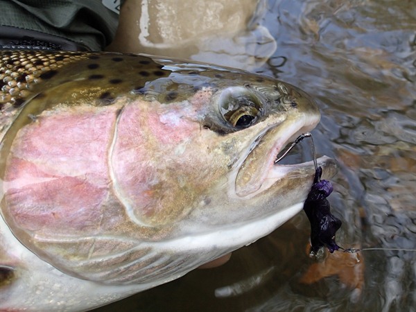 One of Paul's 5 hens
