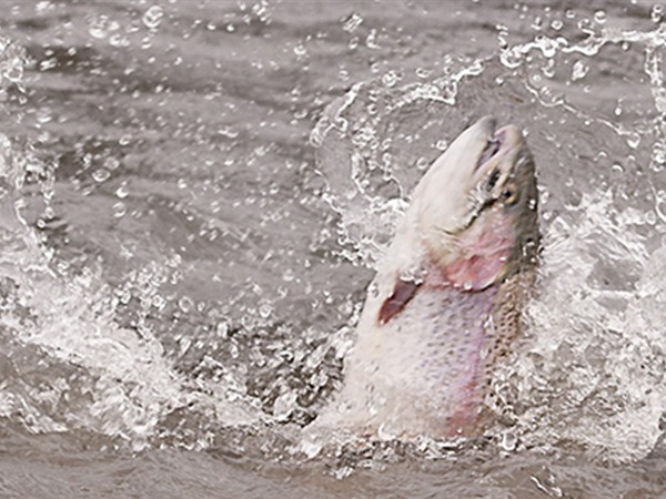 Fishing Report Image