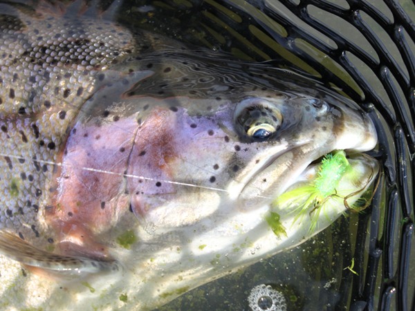 Bright flies work well when the water is off color