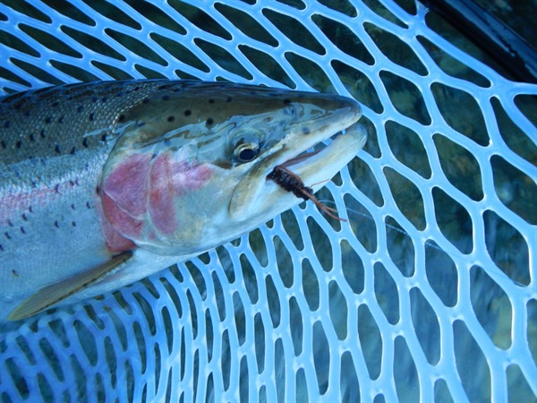 The brown rubberlegs was the ticket today