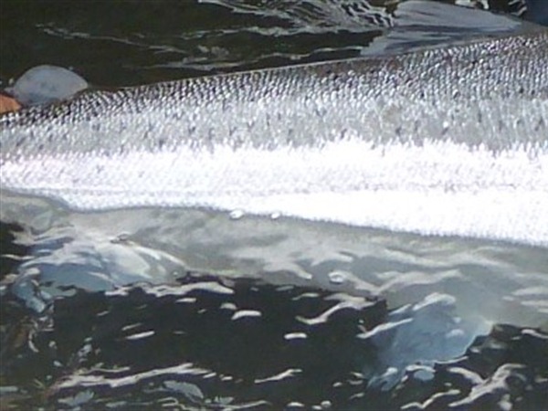 Fishing Report Image