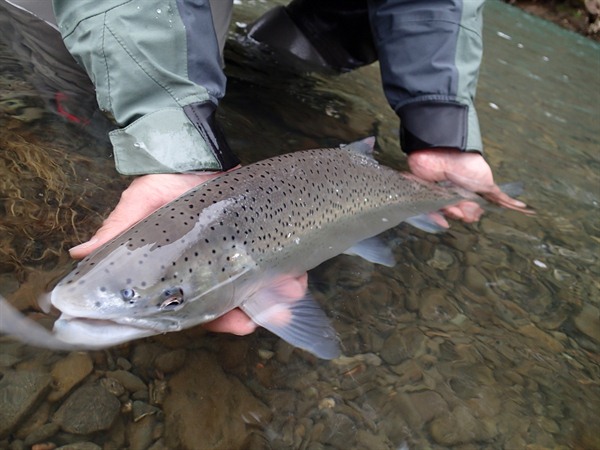 A dime bright winter fish