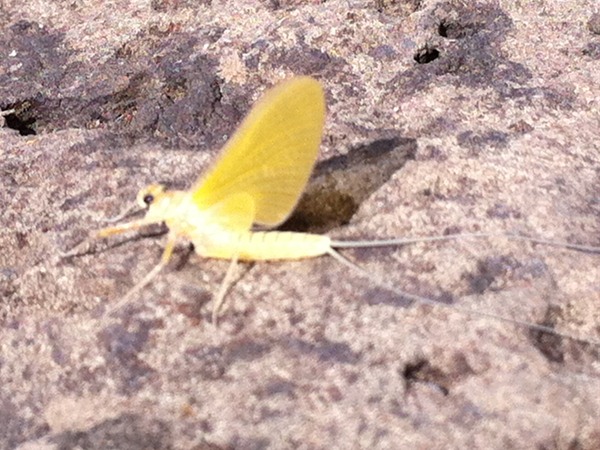 Check out that mayfly!