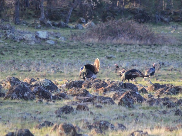 Fishing Report Image