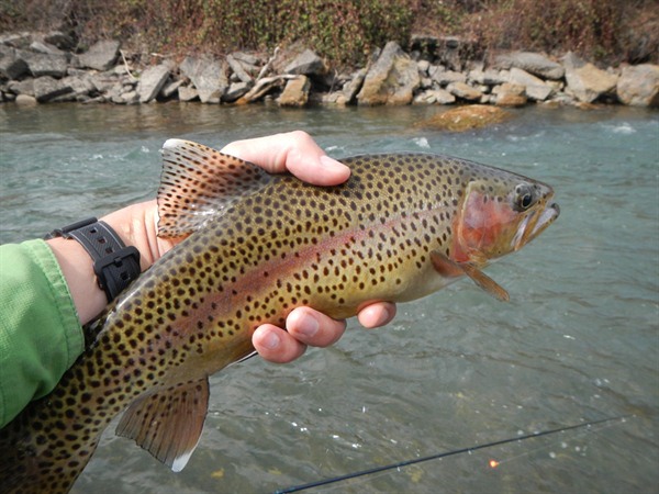 Wild fish with great paint jobs