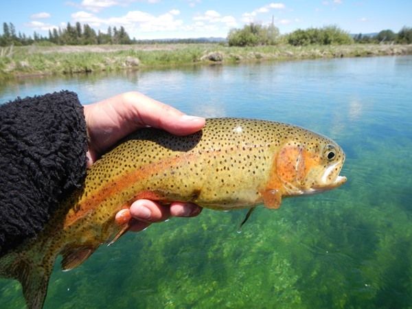 Fishing Report Image