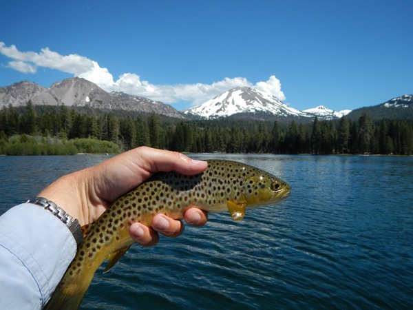Manzanita Lake brown