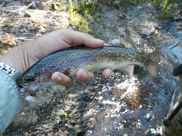 Notice the size 10 royal PMX