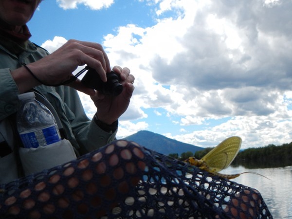 A fairly large hex adult