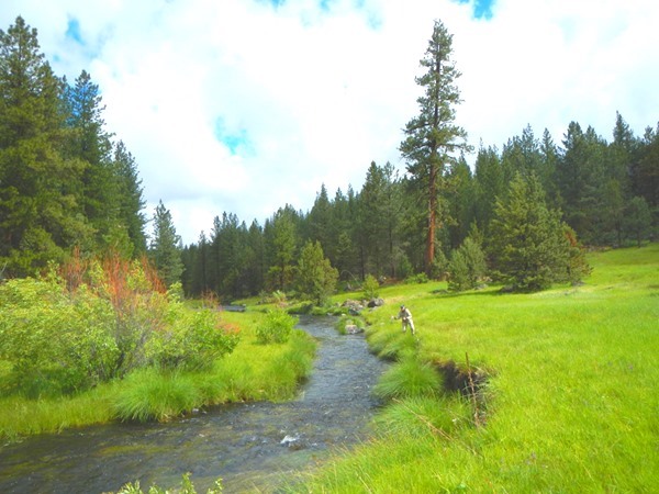 Fishing Report Image