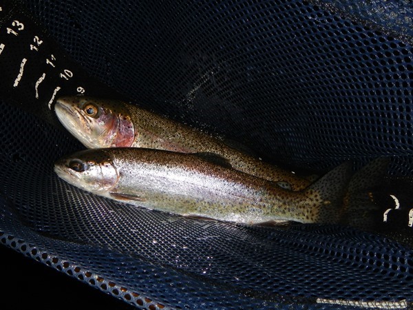 Fishing Report Image