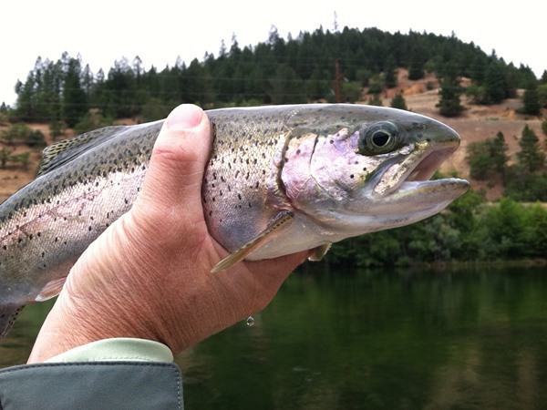 Plenty of Fat Rainbows like this in Lewey !