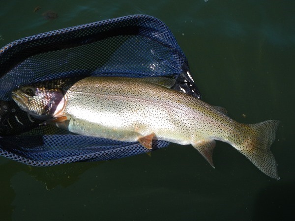 It barely fit in my net!