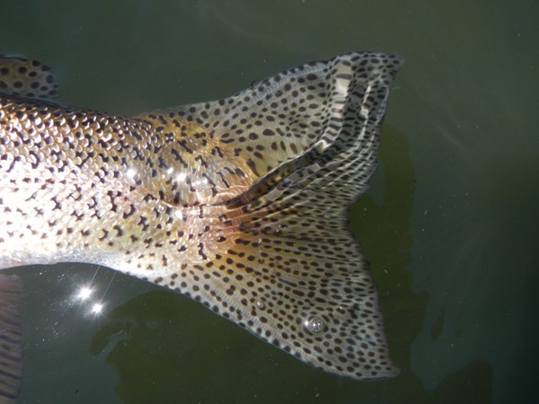 Fishing Report Image