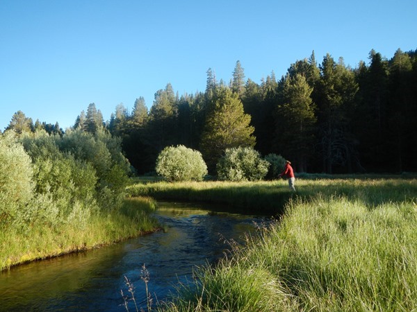 meadow stream fishing at its finest