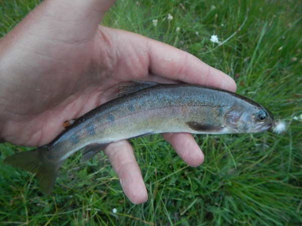 a Paiute Cutthroat trout