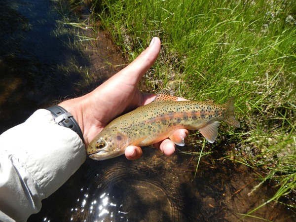 rainbow trout