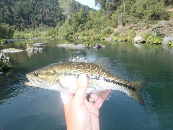 Is this a spotted bass?