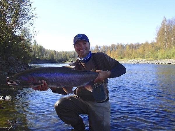 Truly mega steelhead over 20lbs