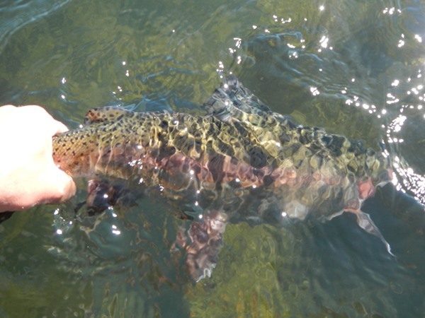 Fishing Report Image