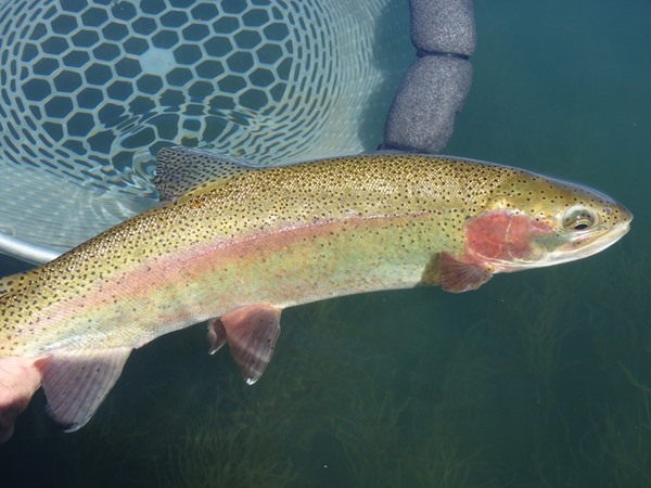 Fishing Report Image