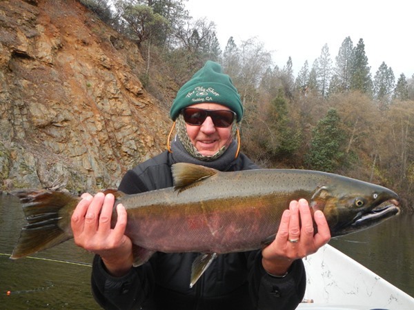 Salmon eat flies at times