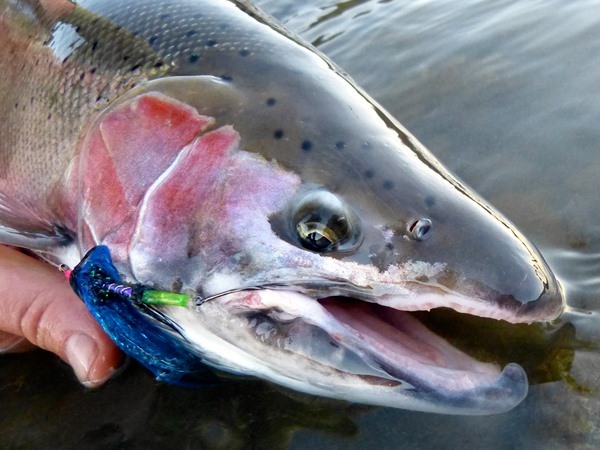 This fish actually had some color, but beautiful nontheless