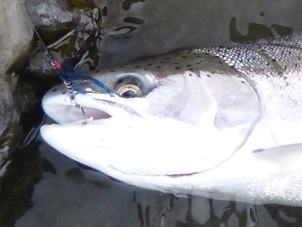 Pete Notz's epic wild hen