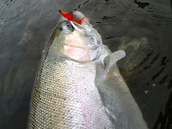 this is a mega winter fish