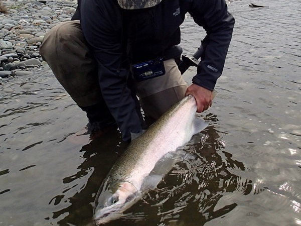 Michael with his 33 inch hen