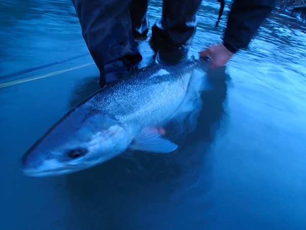 Wolf's absolutely perfect winter specimen