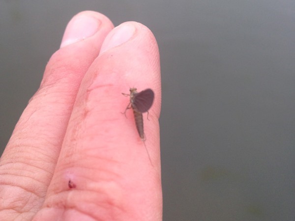 Fishing Report Image