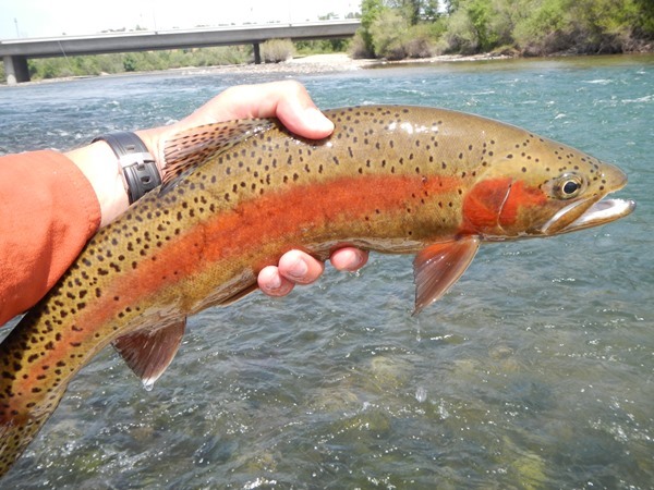 Fishing Report Image