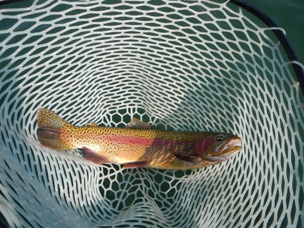 Fishing Report Image