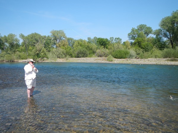 wet wading & fishing dries