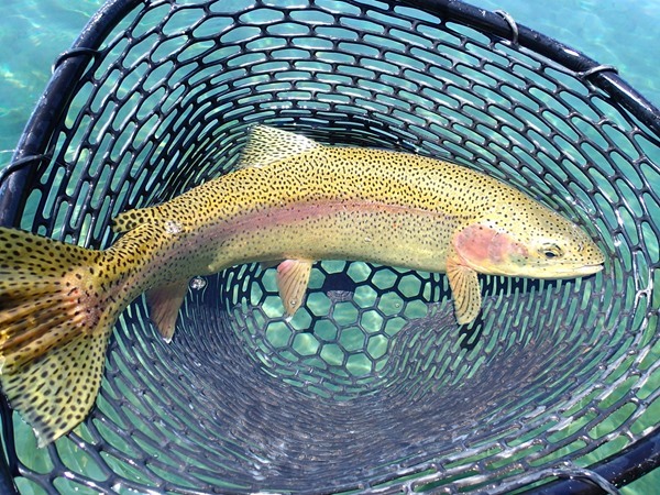 This fish required a bigger net