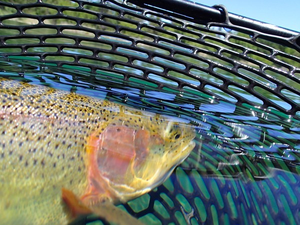 Fishing Report Image