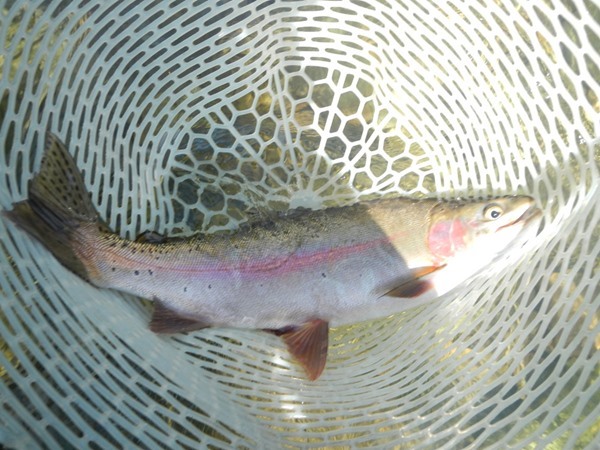 Fishing Report Image